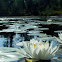 American white water lily