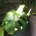 Split-Leaf Philodendron