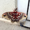 Glover's Silkmoth