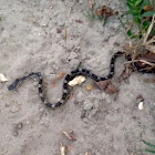 Gray Ratsnake