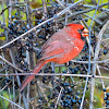 Northern cardinal (juvenile male)