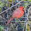 Northern cardinal (juvenile male)