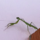 Chinese Mantis