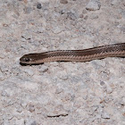 Lined snake