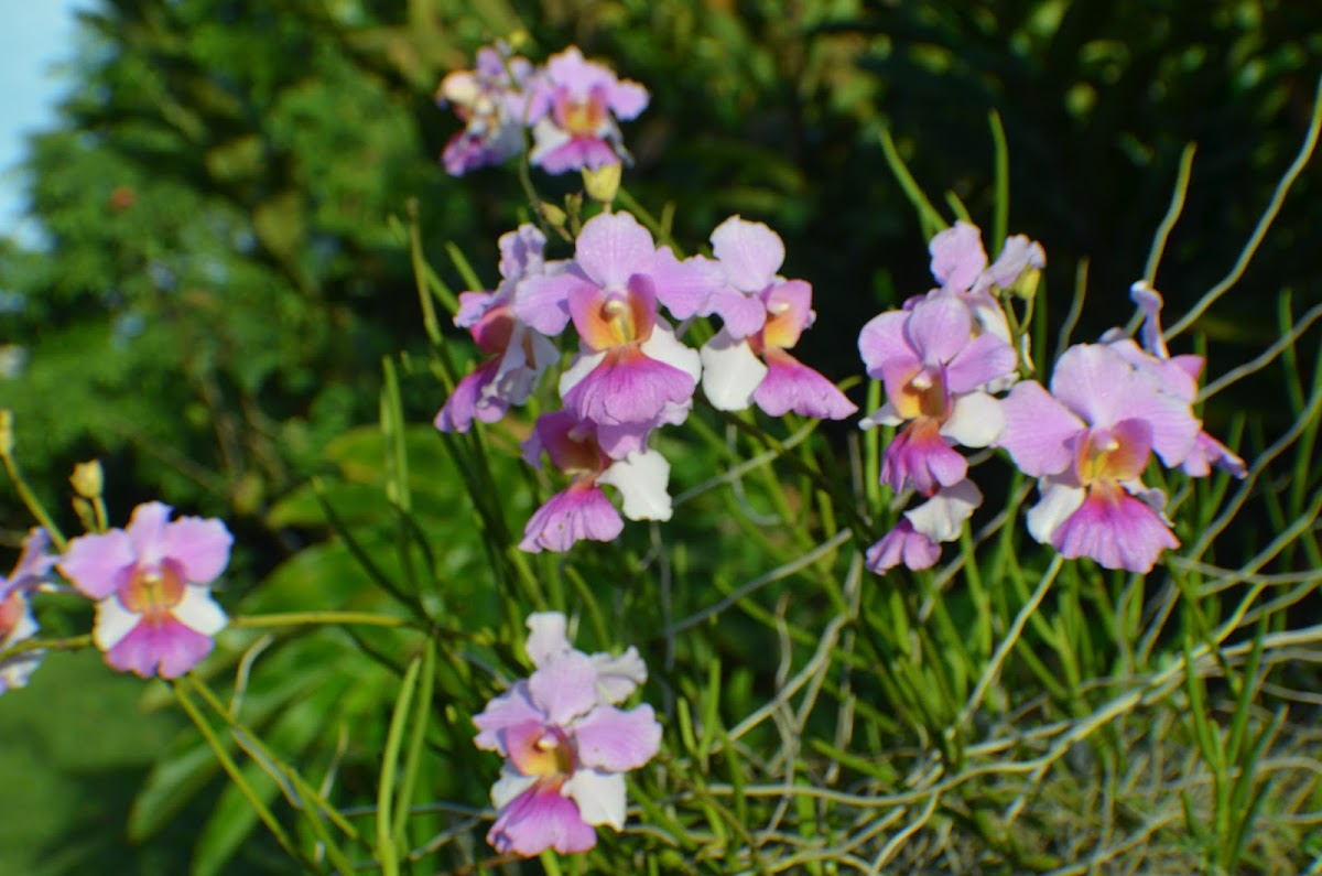 Orquídea