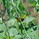 Common Yellowthroat