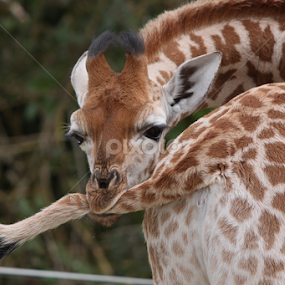 Ouch! by Miriam Haas - Animals Other Mammals