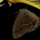 Bushbrown  Butterfly