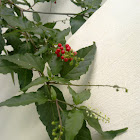 Pigeon Berry, Bloodberry, Rouge Plant, Baby Pepper, Coral Berry