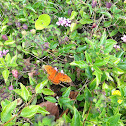 Gulf Fritillary