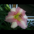 Daylily