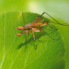 Stilt-legged flies (mating)