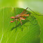 Stilt-legged flies (mating)
