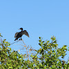 Double crested cormoran