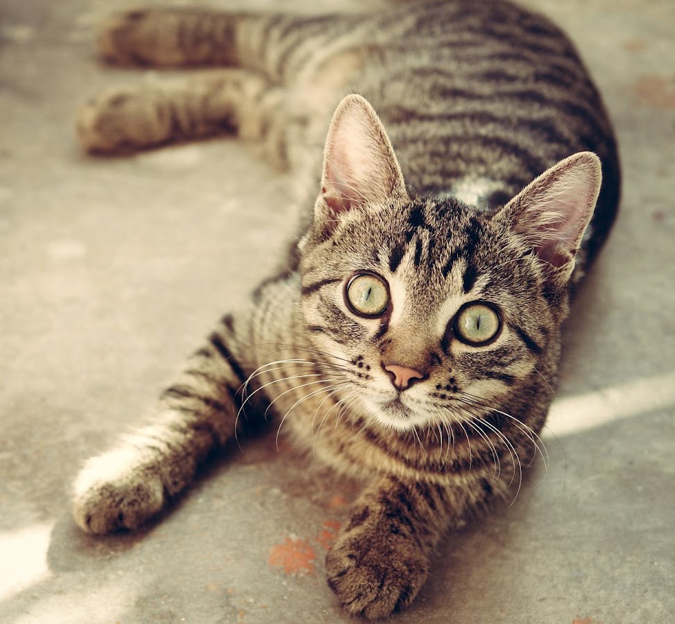 Wallpaper Gambar Kucing Apl Android Di Google Play