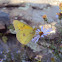 Cloudless Sulphur