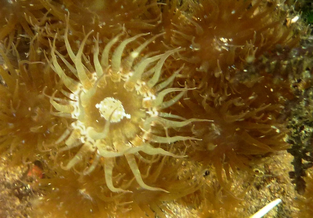 Anémona de mar o actinia / Sea anemone.