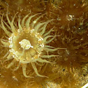 Anémona de mar o actinia / Sea anemone.