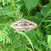 Indian Owlet-moth