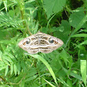 Indian Owlet-moth