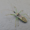 Leaf Hopper Assassin Bug