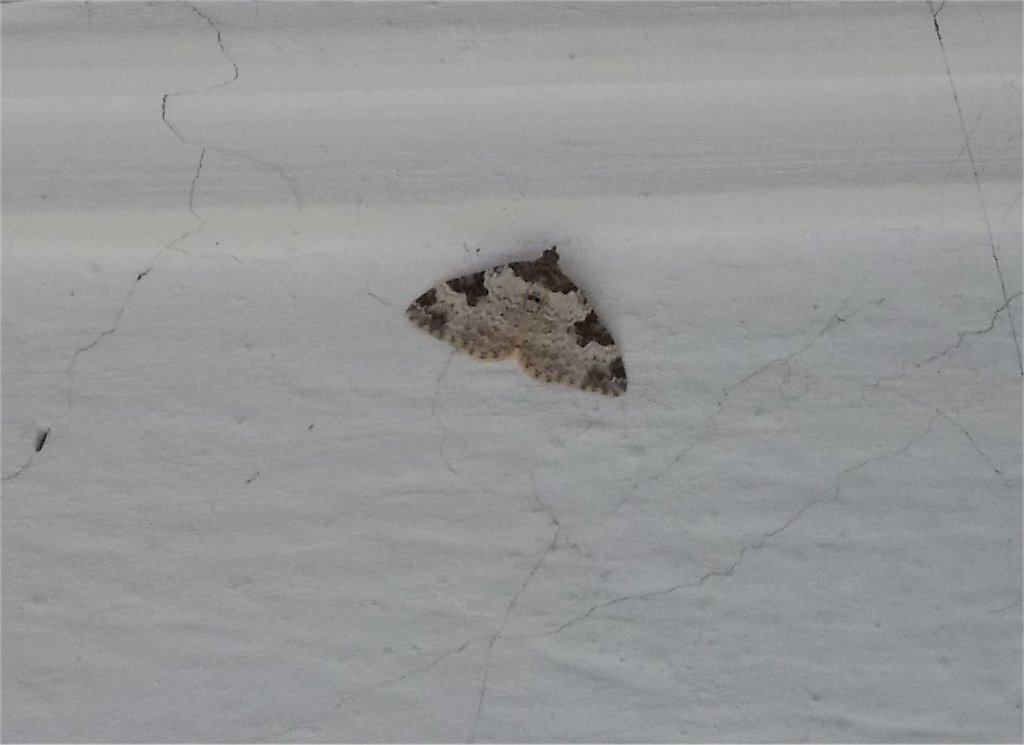 Garden Carpet moth