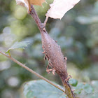 Ruptured Twig Gall Wasp