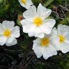 Narrow leaved Rockrose