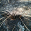 Wiregrass immediately after a burn
