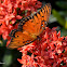 Gulf Fritillary