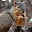 Squirrel Wallpapers Download on Windows