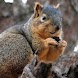 Squirrel Wallpapers