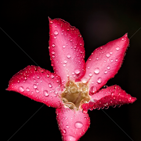 SETANGKAI BUNGA KAMBOJA by Herken Kenken - Flowers Single Flower