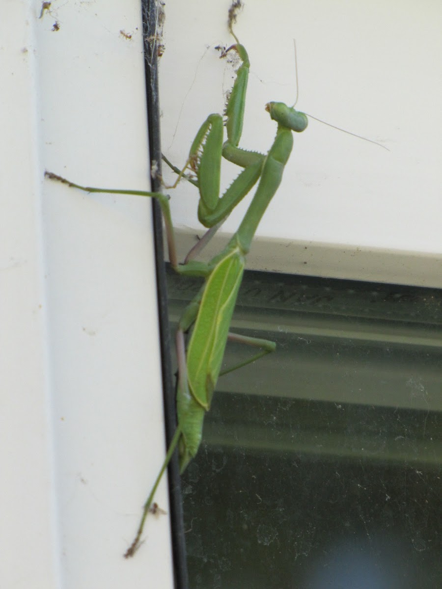 Mediterranean Mantis