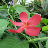 Rose mallow hibiscus
