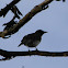 mirla ollera - black billed thrush