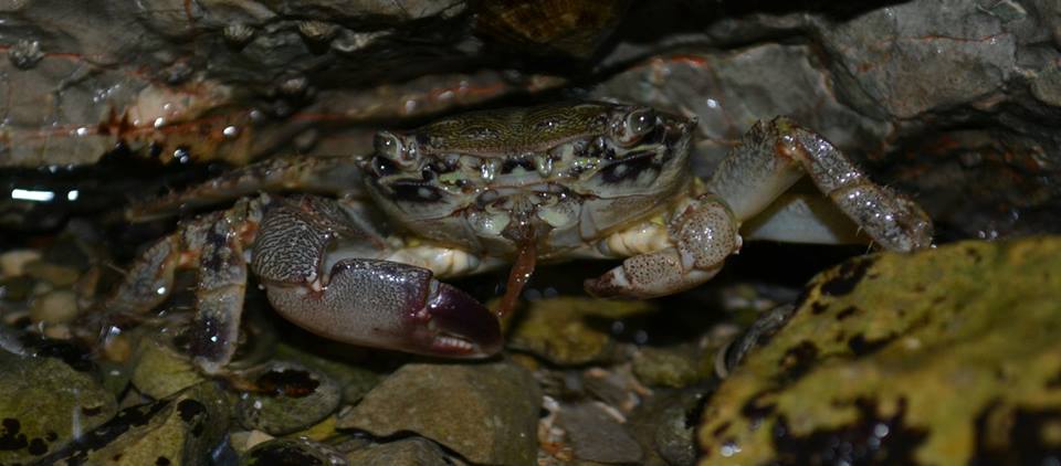 Marbled rock crab