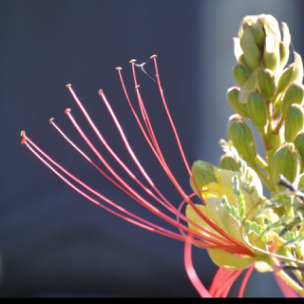 Desert Bird of Paradise | Project#N# Noah