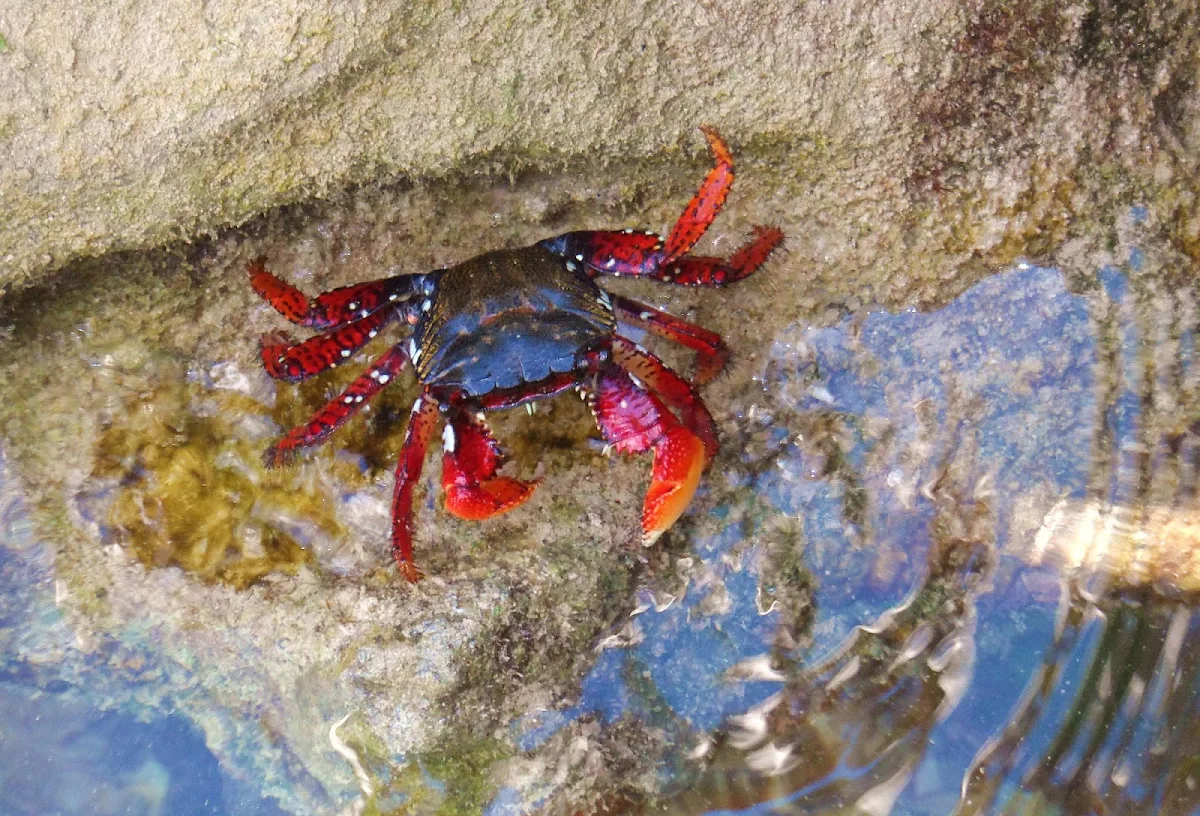 Bermuda-land-crab - The Bermuda Land Crab, also known as the Blackback Land Crab and Red Land Crab.  