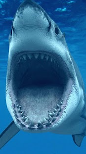 How to download Shark  Live Wallpaper 6.0 apk for pc