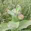 Milkweed