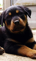 Rottweilers Wallpapers APK 螢幕截圖圖片 #2