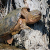 Eastern Snapping Turtle