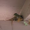 Cordilleran flycatcher