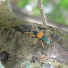 Tenebrionid beetle