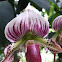 Lady Slipper Orchid