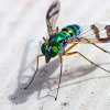 Green long-legged fly 