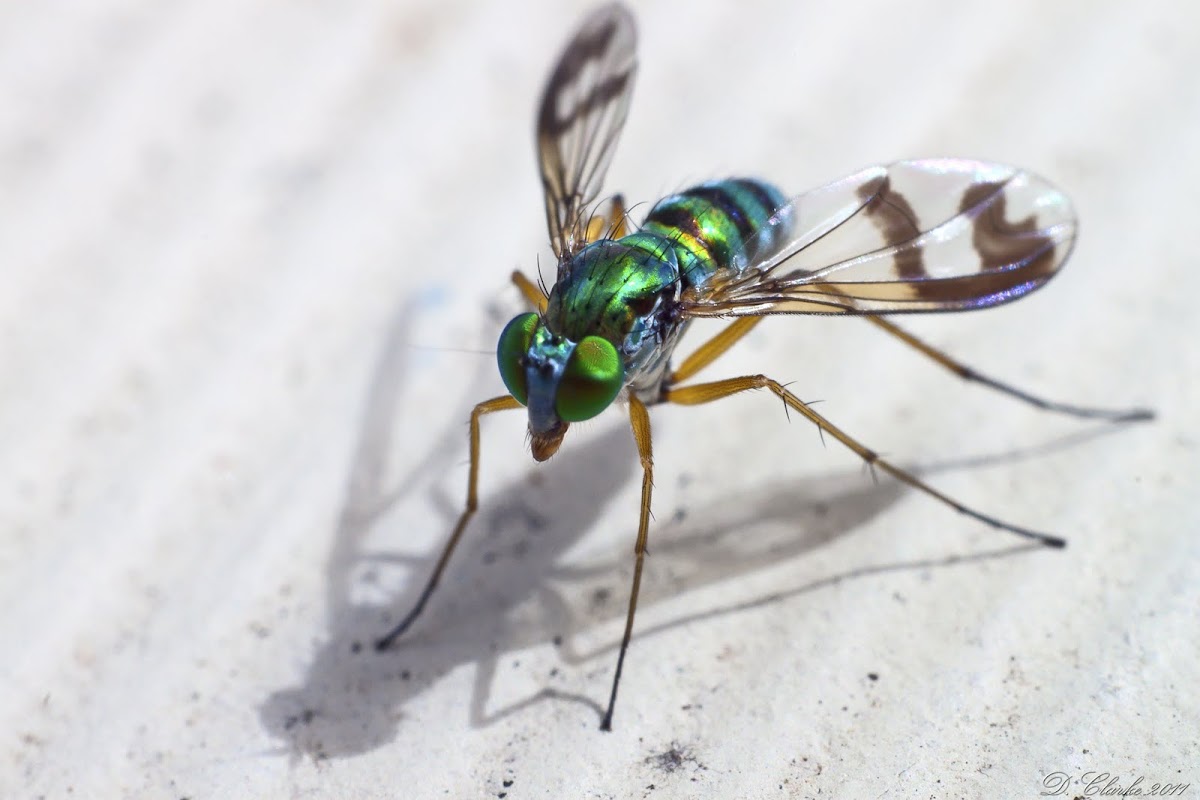 Green long-legged fly 