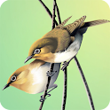 The Curious Book of Birds logo