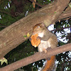 Indian Palm Squirrel /Three-striped Palm Squirrel